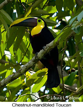 Chestnut-mandibled Toucan - &copy; Laura L Fellows and Exotic Birding Tours