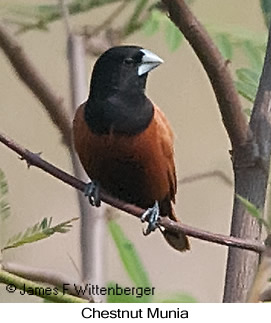 Chestnut Munia - © James F Wittenberger and Exotic Birding LLC
