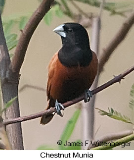 Chestnut Munia - © James F Wittenberger and Exotic Birding LLC