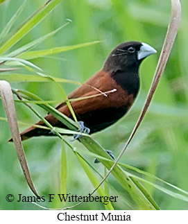 Chestnut Munia - © James F Wittenberger and Exotic Birding LLC