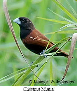Chestnut Munia - &copy; James F Wittenberger and Exotic Birding LLC