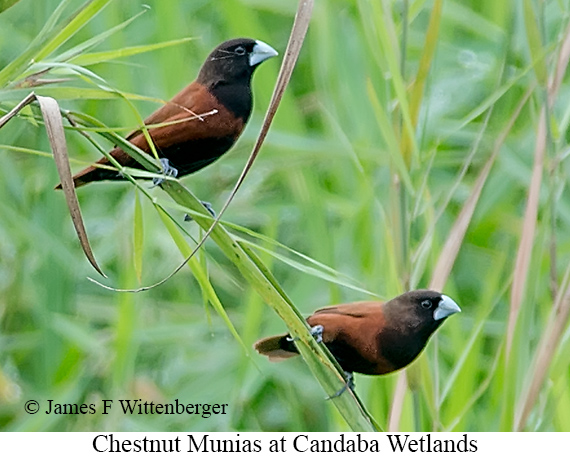 Chestnut Munia - © James F Wittenberger and Exotic Birding LLC