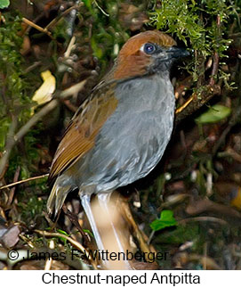 Chestnut-naped Antpitta - © James F Wittenberger and Exotic Birding tours