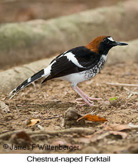 Chestnut-naped Forktail - © James F Wittenberger and Exotic Birding LLC