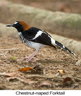 Chestnut-naped Forktail - © James F Wittenberger and Exotic Birding LLC