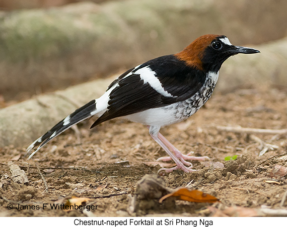 Chestnut-naped Forktail - © James F Wittenberger and Exotic Birding LLC