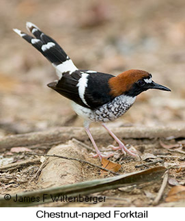 Chestnut-naped Forktail - © James F Wittenberger and Exotic Birding LLC