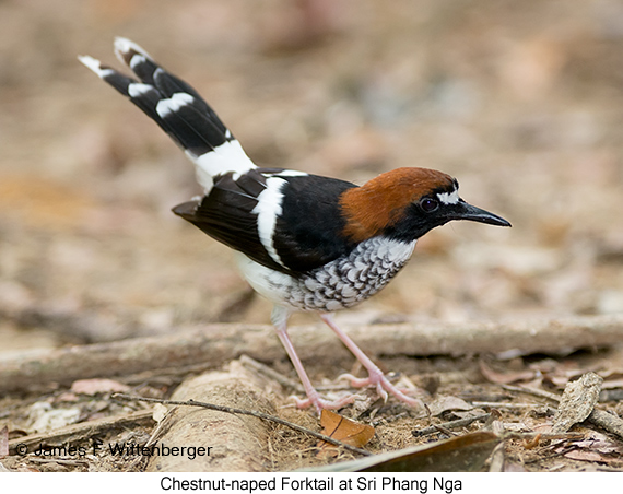 Chestnut-naped Forktail - © James F Wittenberger and Exotic Birding LLC