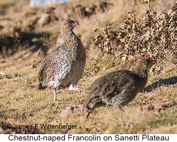 Chestnut-naped Francolin - © The Photographer and Exotic Birding LLC