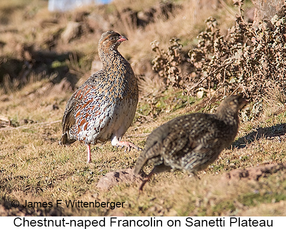 Chestnut-naped Francolin - © James F Wittenberger and Exotic Birding LLC Chestnut-naped Francolin - © James F Wittenberger and Exotic Birding LLC
