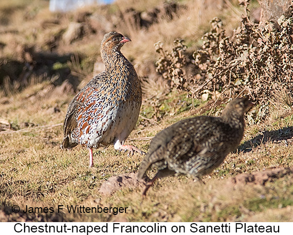 Chestnut-naped Francolin - © James F Wittenberger and Exotic Birding LLC