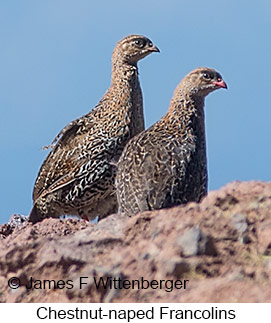 Chestnut-naped Francolin - © James F Wittenberger and Exotic Birding LLC