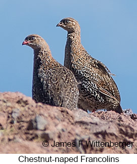 Chestnut-naped Francolin - © James F Wittenberger and Exotic Birding LLC