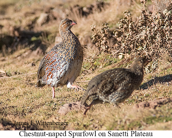 Chestnut-naped Francolin - &copy; James F Wittenberger and Exotic Birding LLC