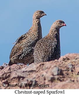 Chestnut-naped Francolin - &copy; James F Wittenberger and Exotic Birding LLC