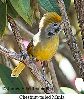 Chestnut-tailed Minla - © James F Wittenberger and Exotic Birding LLC