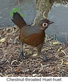 Chestnut-throated Huet-huet - © James F Wittenberger and Exotic Birding LLC Chestnut-throated Huet-huet - © James F Wittenberger and Exotic Birding LLC