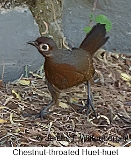 Chestnut-throated Huet-huet - © James F Wittenberger and Exotic Birding LLC Chestnut-throated Huet-huet - © James F Wittenberger and Exotic Birding LLC
