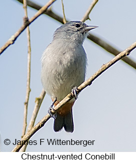 Chestnut-vented Conebill - © James F Wittenberger and Exotic Birding LLC