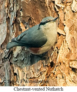 Chestnut-vented Nuthatch - © James F Wittenberger and Exotic Birding LLC Chestnut-vented Nuthatch - © James F Wittenberger and Exotic Birding LLC