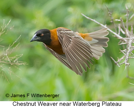 Chestnut Weaver - © James F Wittenberger and Exotic Birding LLC Chestnut Weaver - © James F Wittenberger and Exotic Birding LLC