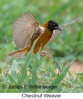 Chestnut Weaver - © James F Wittenberger and Exotic Birding LLC