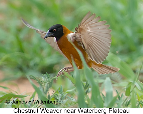 Chestnut Weaver - © James F Wittenberger and Exotic Birding LLC Chestnut Weaver - © James F Wittenberger and Exotic Birding LLC