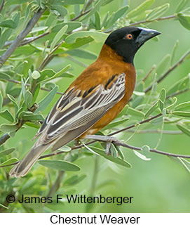 Chestnut Weaver - © James F Wittenberger and Exotic Birding LLC Chestnut Weaver - © James F Wittenberger and Exotic Birding LLC