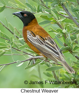 Chestnut Weaver - © James F Wittenberger and Exotic Birding LLC