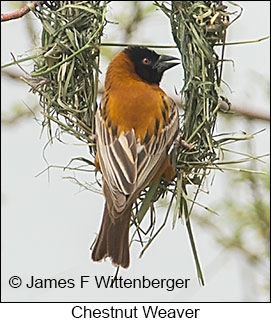 Chestnut Weaver - © James F Wittenberger and Exotic Birding LLC