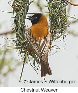 Chestnut Weaver - © James F Wittenberger and Exotic Birding LLC