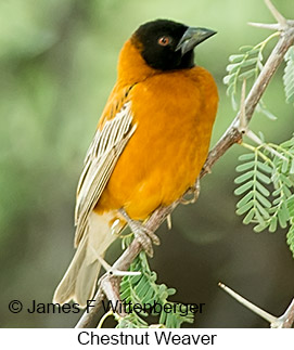 Chestnut Weaver - © James F Wittenberger and Exotic Birding LLC Chestnut Weaver - © James F Wittenberger and Exotic Birding LLC
