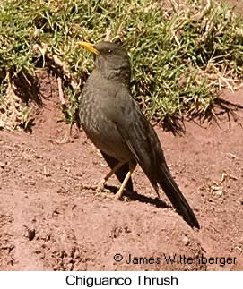 Chiguanco Thrush - © James F Wittenberger and Exotic Birding LLC