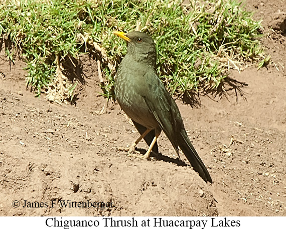 Chiguanco Thrush - &copy; James F Wittenberger and Exotic Birding LLC
