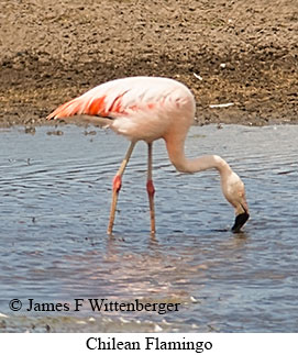 Chilean Flamingo - © James F Wittenberger and Exotic Birding LLC
