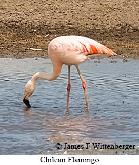 Chilean Flamingo - © James F Wittenberger and Exotic Birding LLC