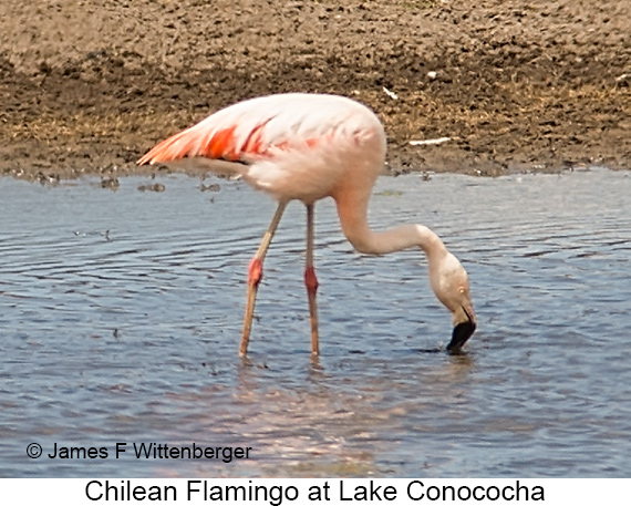 Chilean Flamingo - © James F Wittenberger and Exotic Birding LLC