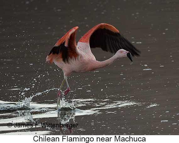 Chilean Flamingo - © James F Wittenberger and Exotic Birding LLC Chilean Flamingo - © James F Wittenberger and Exotic Birding LLC