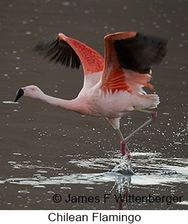 Chilean Flamingo - © James F Wittenberger and Exotic Birding LLC