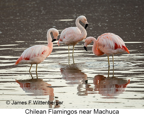 Chilean Flamingo - © James F Wittenberger and Exotic Birding LLC Chilean Flamingo - © James F Wittenberger and Exotic Birding LLC
