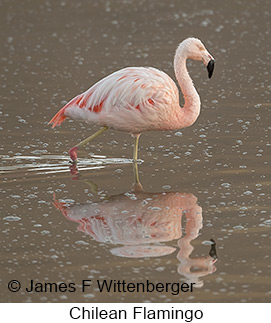Chilean Flamingo - © James F Wittenberger and Exotic Birding LLC Chilean Flamingo - © James F Wittenberger and Exotic Birding LLC