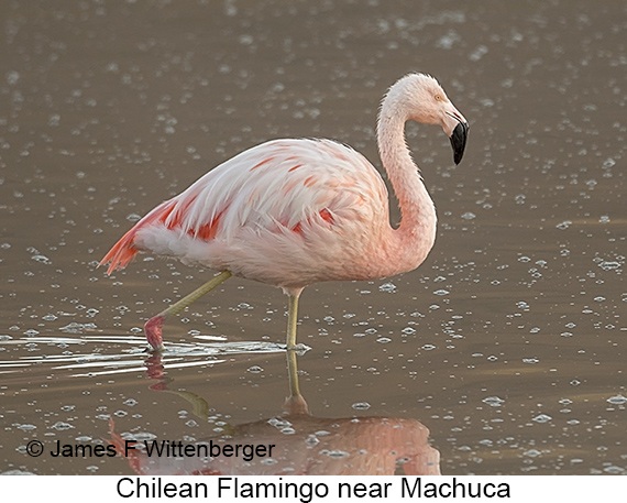Chilean Flamingo - © James F Wittenberger and Exotic Birding LLC Chilean Flamingo - © James F Wittenberger and Exotic Birding LLC