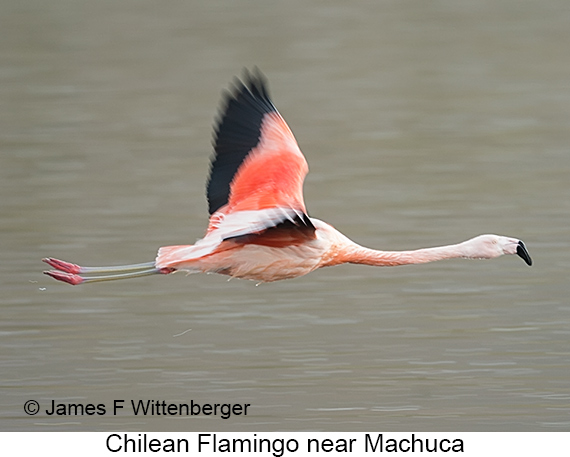 Chilean Flamingo - © James F Wittenberger and Exotic Birding LLC Chilean Flamingo - © James F Wittenberger and Exotic Birding LLC