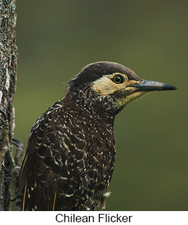 Chilean Flicker - Courtesy Argentina Wildlife Expeditions