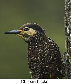 Chilean Flicker - Courtesy Argentina Wildlife Expeditions