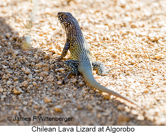 Chilean Lava Lizard - © James F Wittenberger and Exotic Birding LLC Chilean Lava Lizard - © James F Wittenberger and Exotic Birding LLC