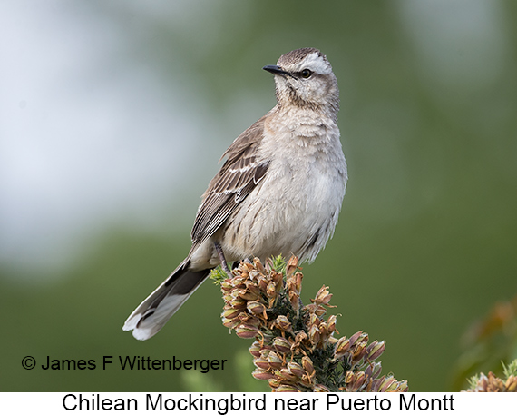 Chilean Mockingbird - © James F Wittenberger and Exotic Birding LLC Chilean Mockingbird - © James F Wittenberger and Exotic Birding LLC