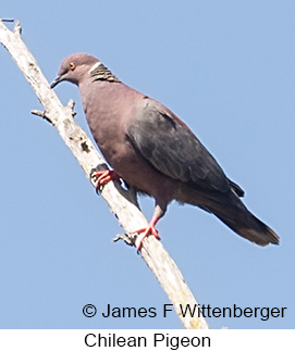 Chilean Pigeon - © James F Wittenberger and Exotic Birding LLC Chilean Pigeon - © James F Wittenberger and Exotic Birding LLC