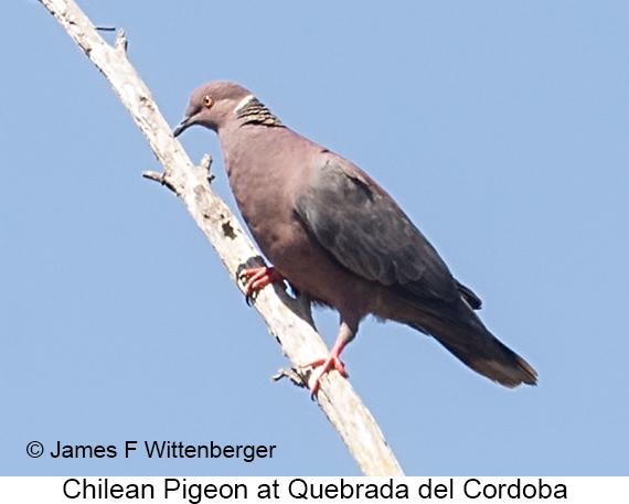 Chilean Pigeon - © James F Wittenberger and Exotic Birding LLC Chilean Pigeon - © James F Wittenberger and Exotic Birding LLC