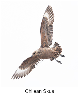 Chilean Skua  - Courtesy Argentina Wildlife Expeditions